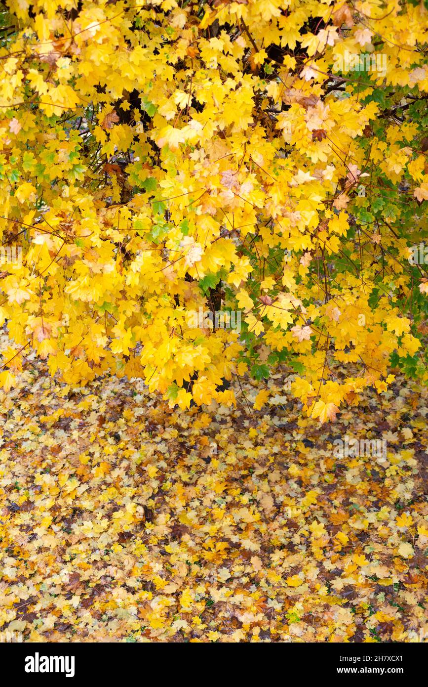 Acer garden tree hi-res stock photography and images - Alamy