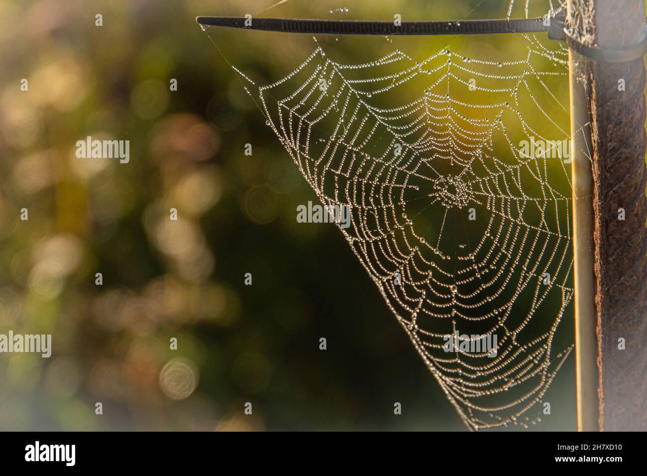 morning dew lights up delicate spider's web Stock Photo