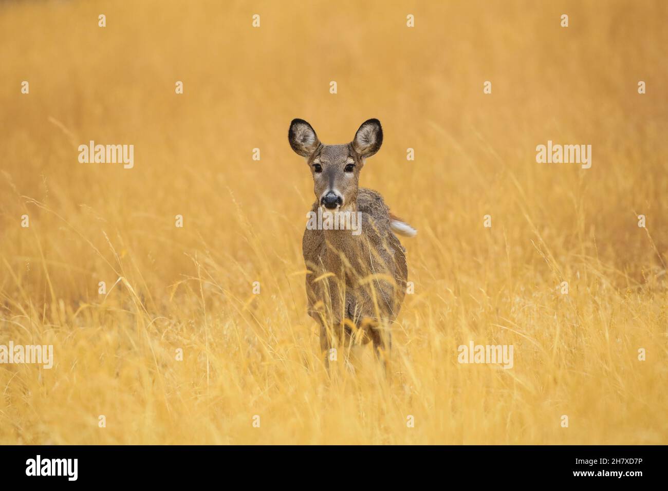 White-tailed deer during doe November rut Stock Photo