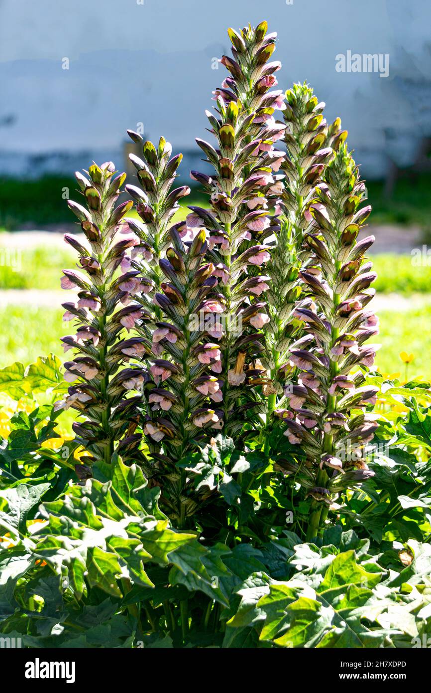 White Acanthus Leaves High Resolution Stock Photography and Images - Alamy