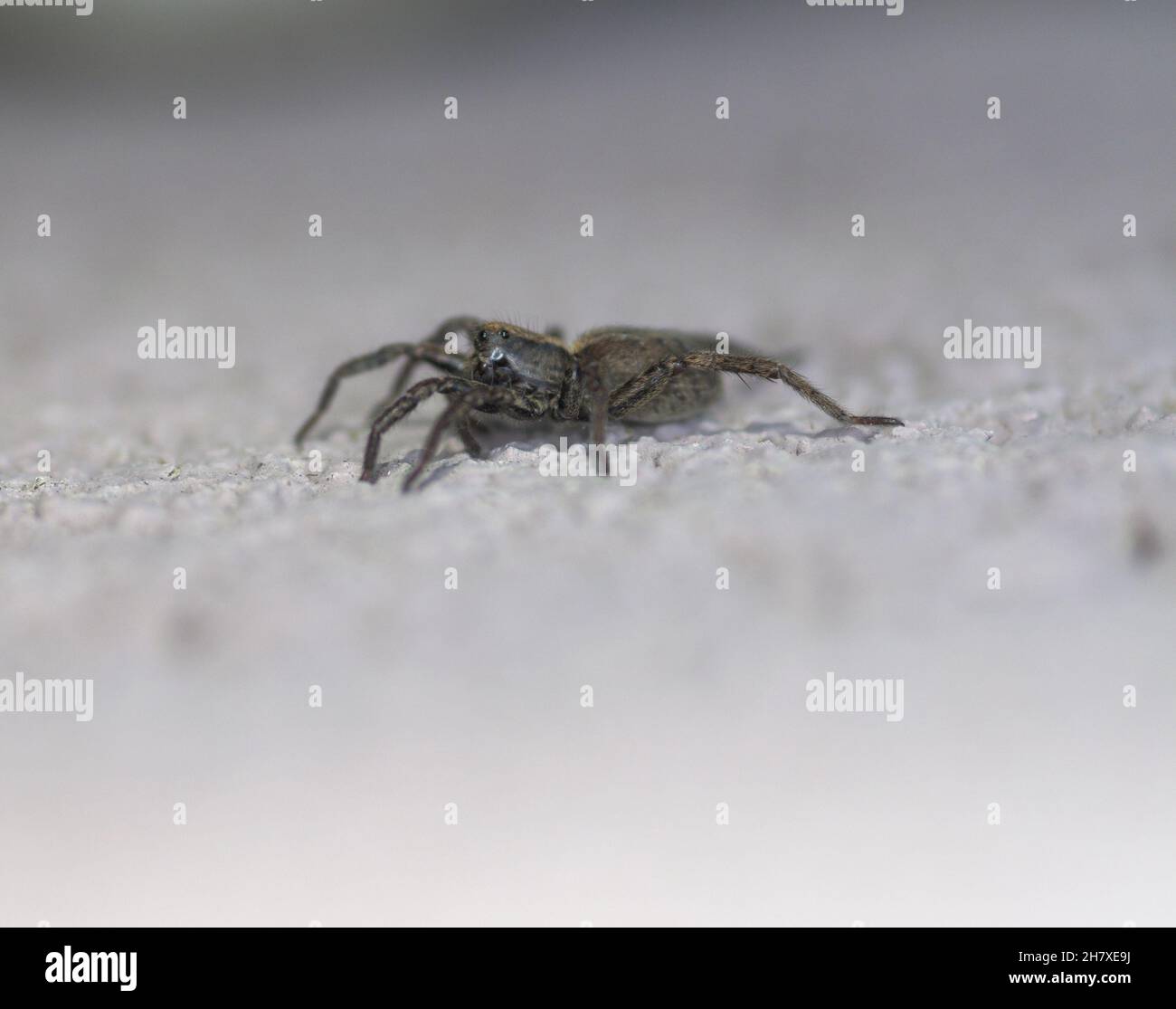 Macro photo of spider, closeup Stock Photo - Alamy