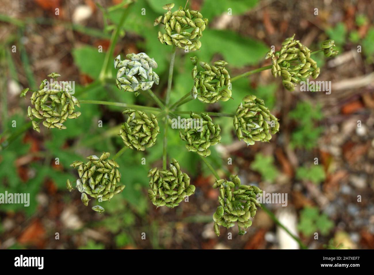 Laserpitium gallicum in flower - Apiaceae. Stock Photo