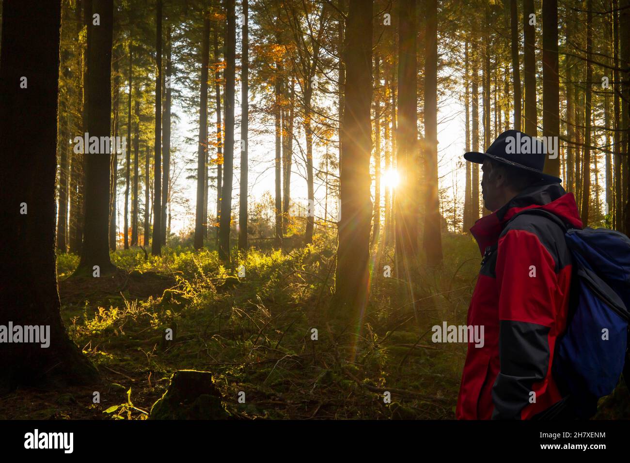 Symbolbild: Schöner Tannenwald bei tiefstehender Sonne Stock Photo