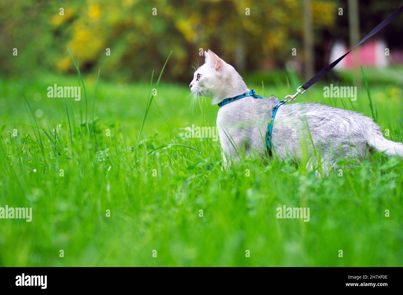 Burmilla cat on a leash Stock Photo