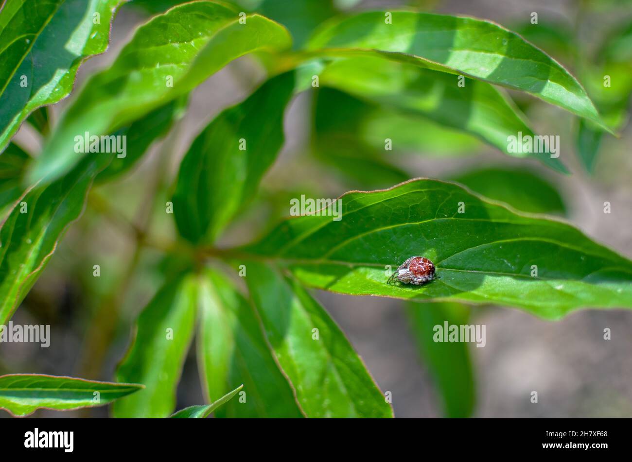 Close up of an tiny spider crawls along a vibrant green tree leaf Stock Photo