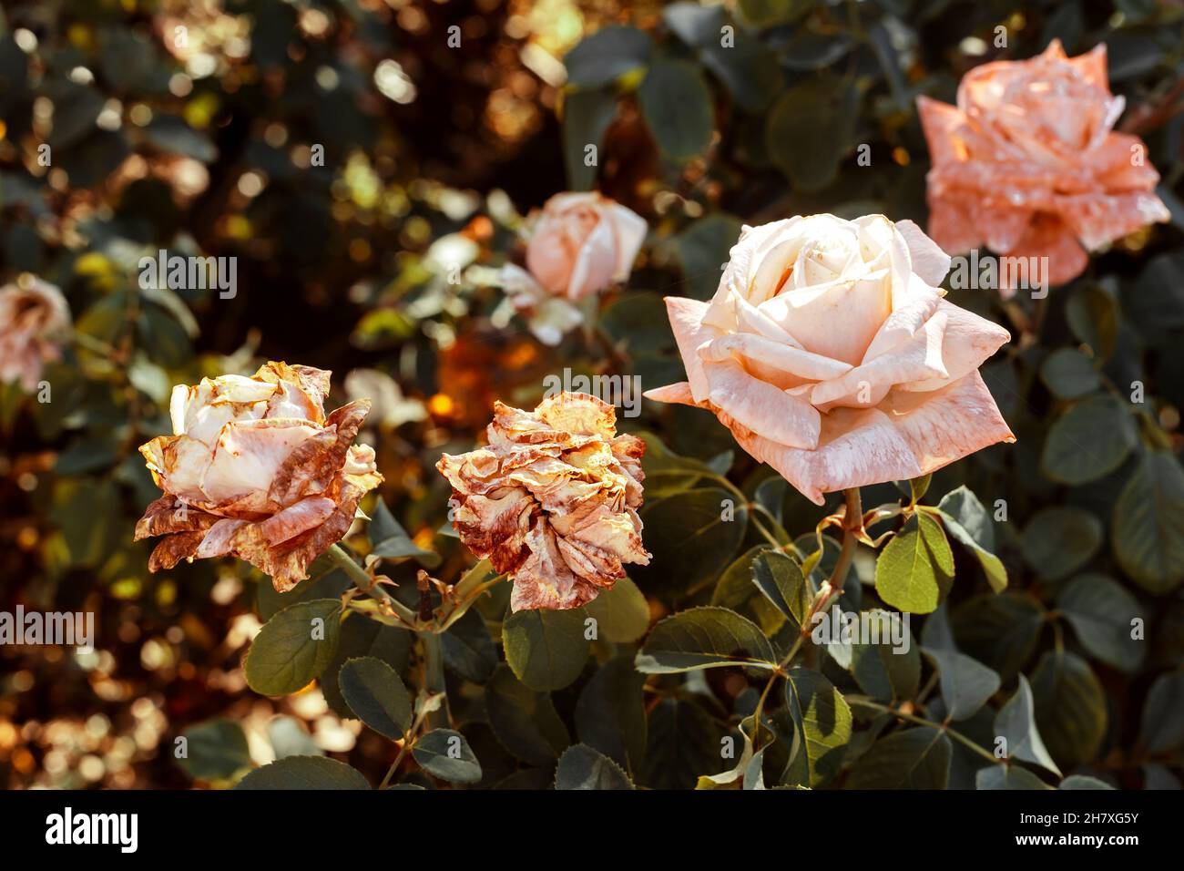 beautiful rose bush flowering in the garden Stock Photo