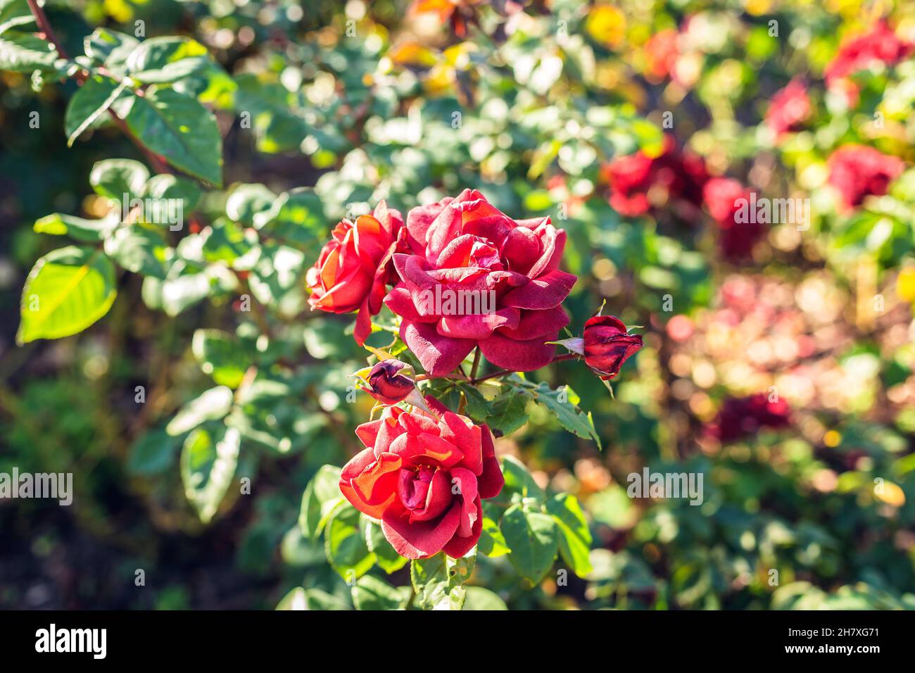 beautiful red rose flowers flowering in the green garden Stock Photo
