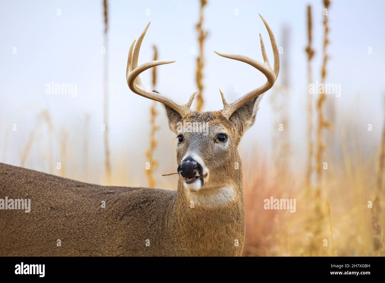 White-tailed deer during buck November rut Stock Photo