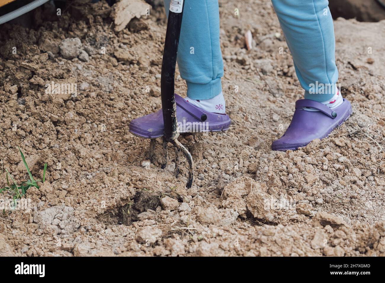 The girl digs the soil with a pitchfork in the garden to prepare a hole for planting a plant Stock Photo