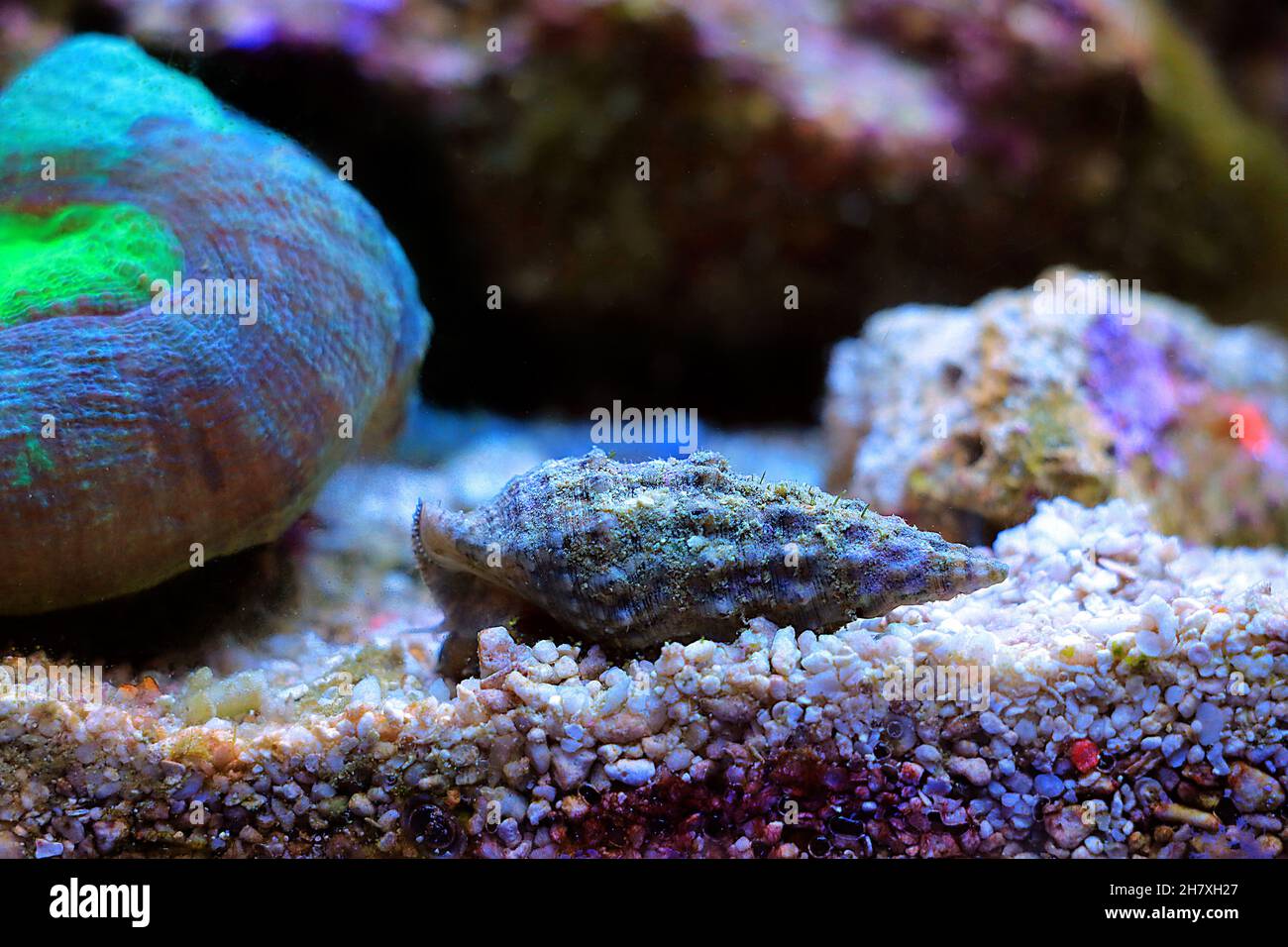 Cerith sand sea snail - Cerithium Caeruleum Stock Photo