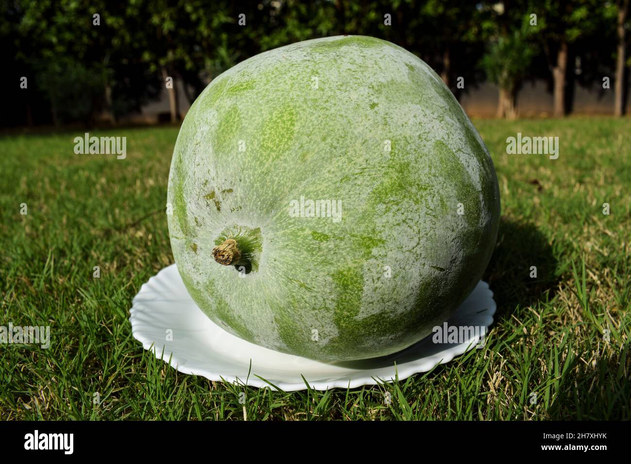 Fresh Indian vegetable called Ash gourd. Isolated on outdoor background. Stock Photo