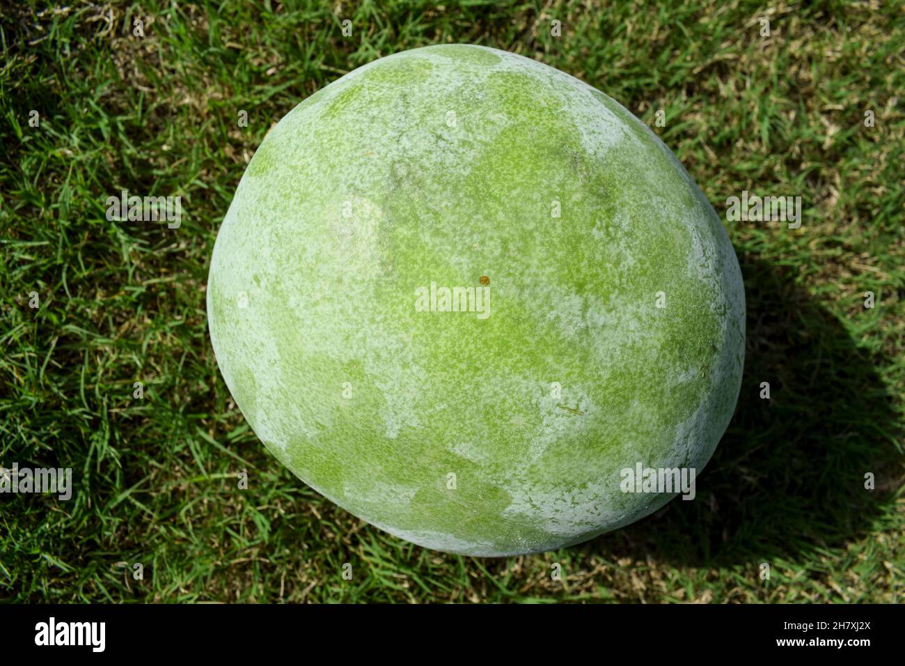 Fresh Indian vegetable called Ash gourd. Isolated on outdoor background. Stock Photo