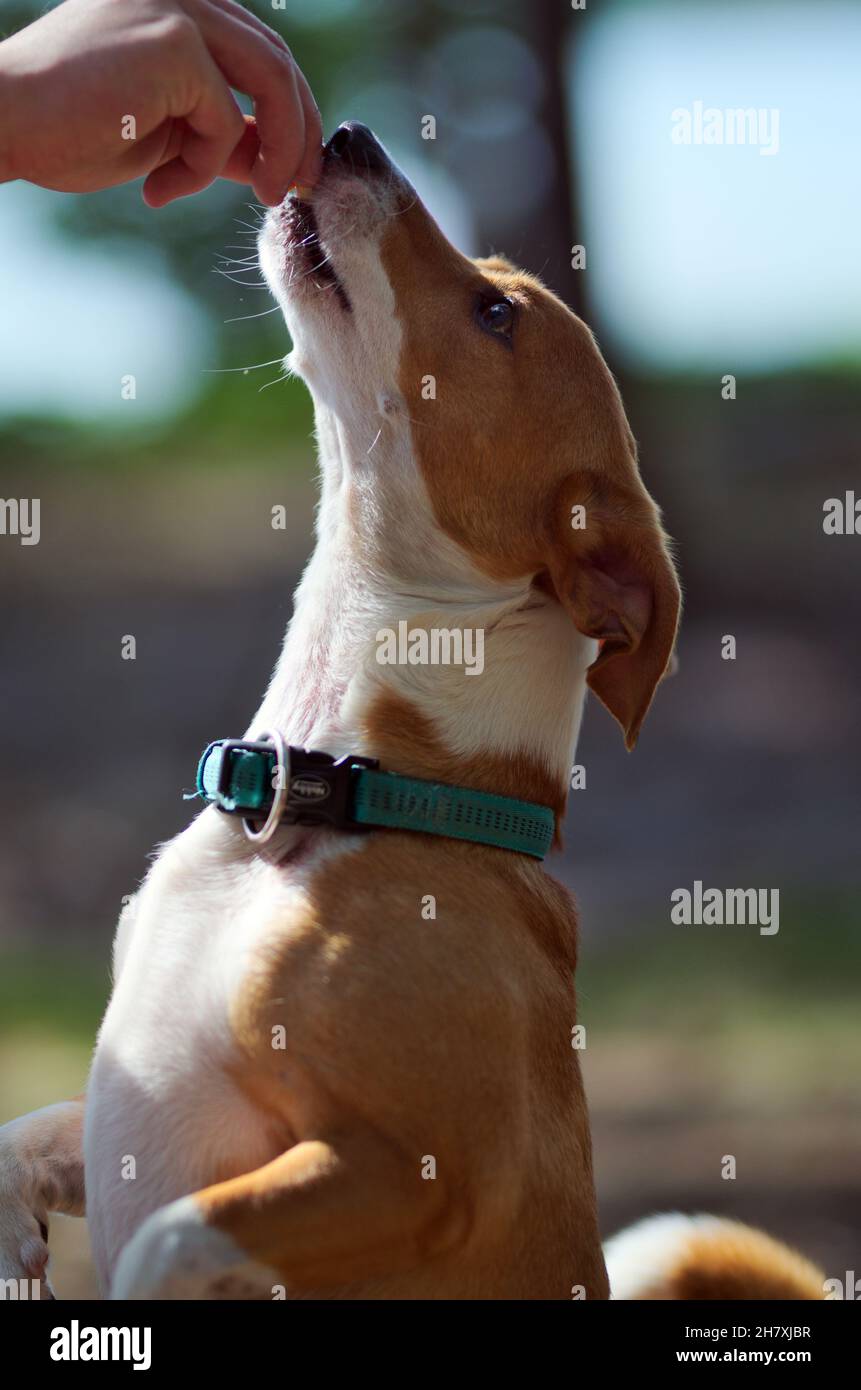 Man feeding jack russel terrier, dog. Portrait photo Stock Photo Alamy