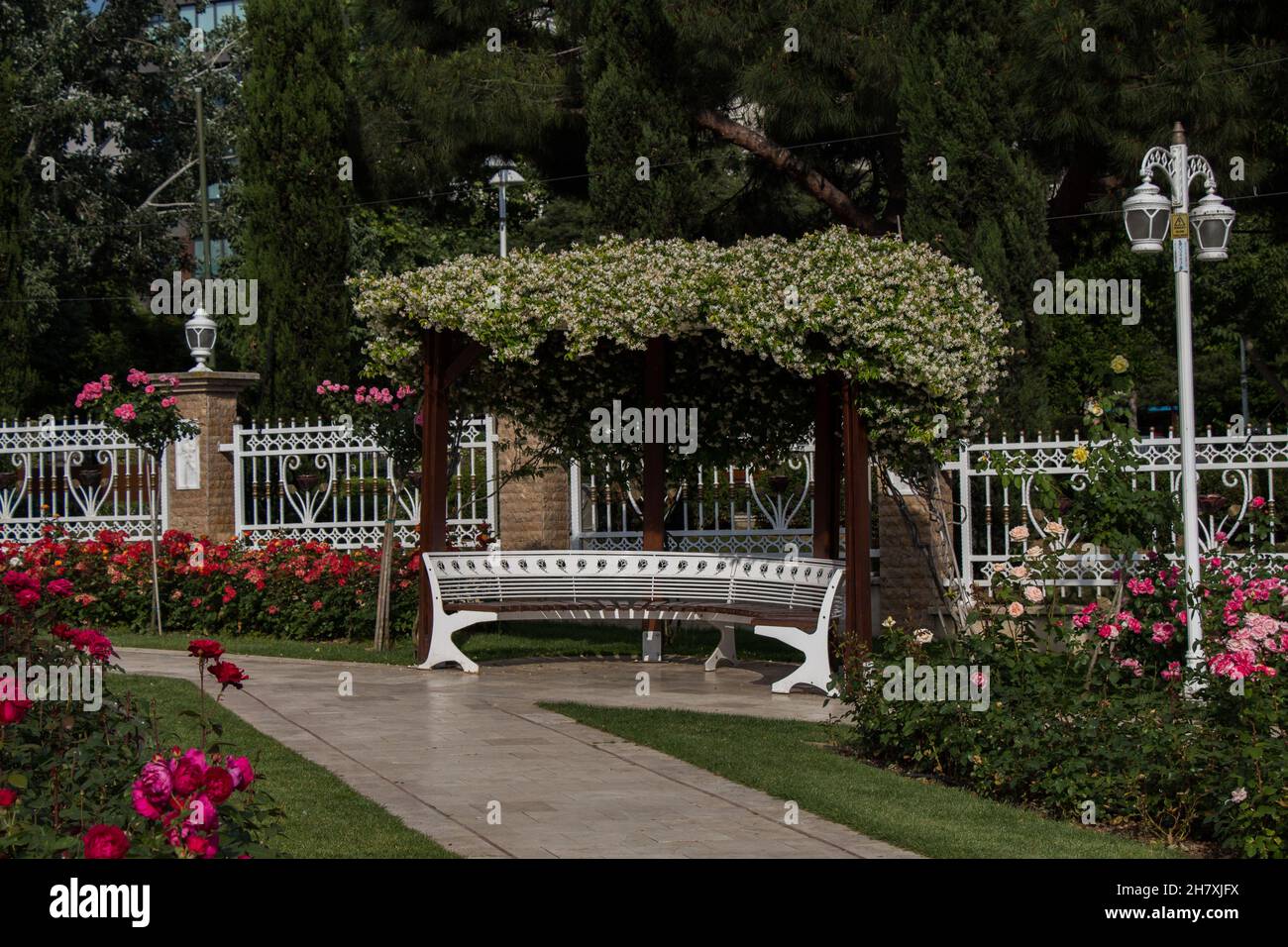 Wooden bench found in the middle of rose garden Stock Photo - Alamy