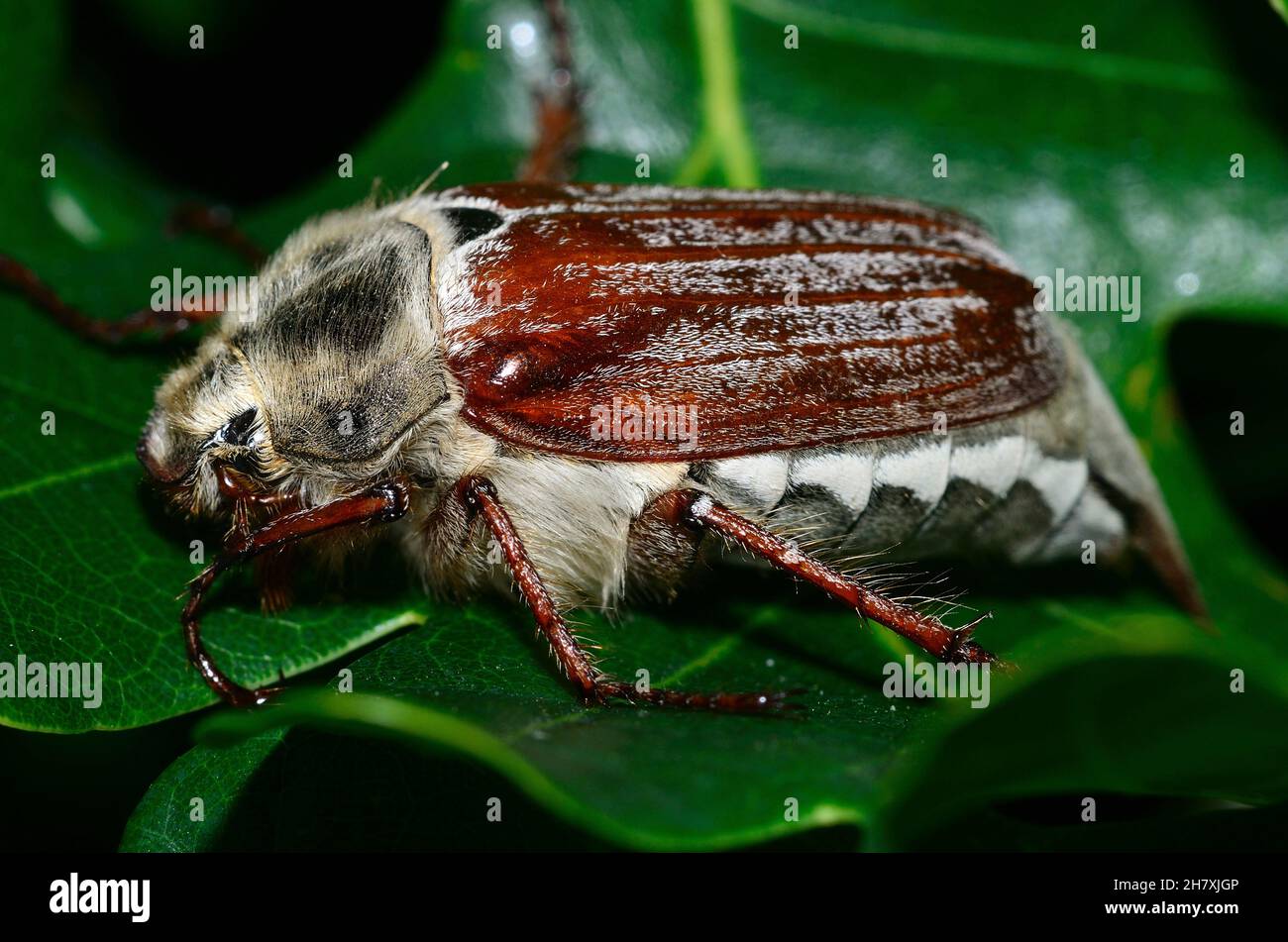 cloae-up-of-cockchafer-beetle-or-may-bug-at-rest-on-oak-leaf-dorset