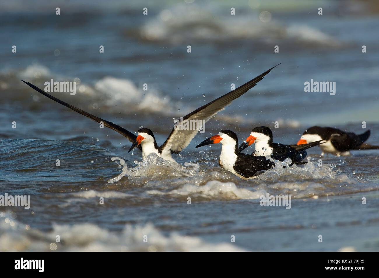 Black skimmers in ocean surf Stock Photo Alamy