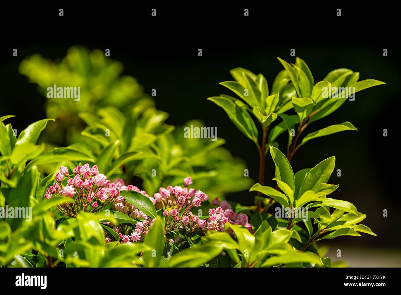 Pink mountain laurel wild flowers colorful color on bush in Blue Ridge Mountains, Virginia Sugar Mountain ski resort town isolated with black backgrou Stock Photo