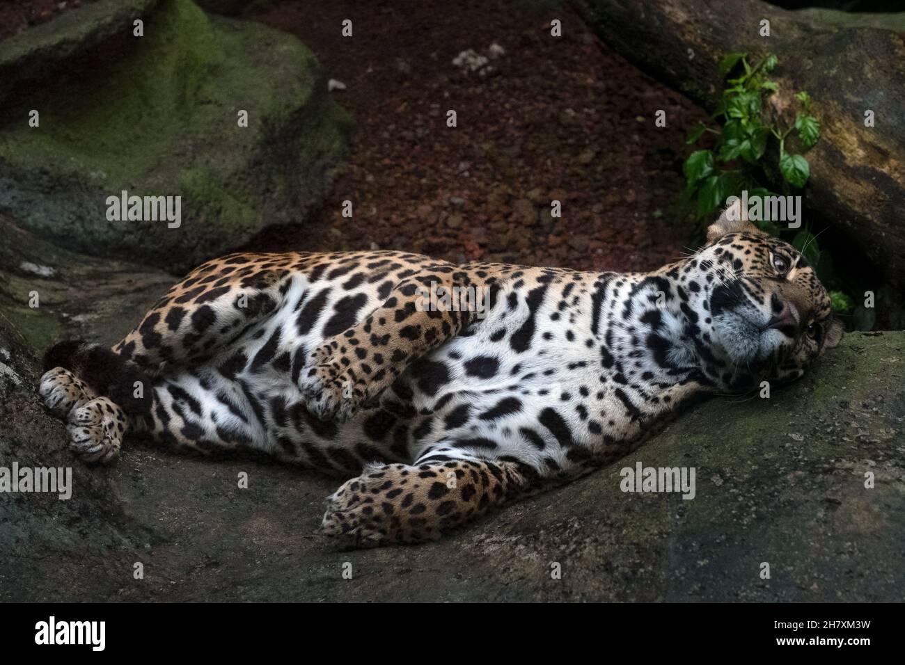 Jaguar resting in a Costa Rican nature preserve Stock Photo