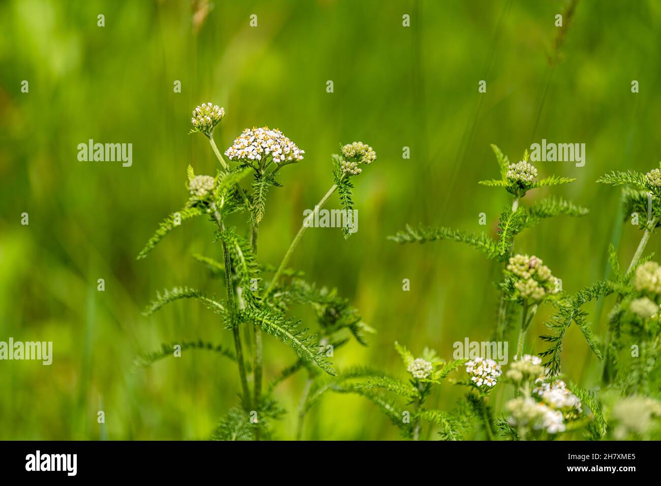 White yarrow wildflowers macro closeup in green lush grass bokeh background showing texture of leaves on hiking trail in Sugar Mountain, North Carolin Stock Photo