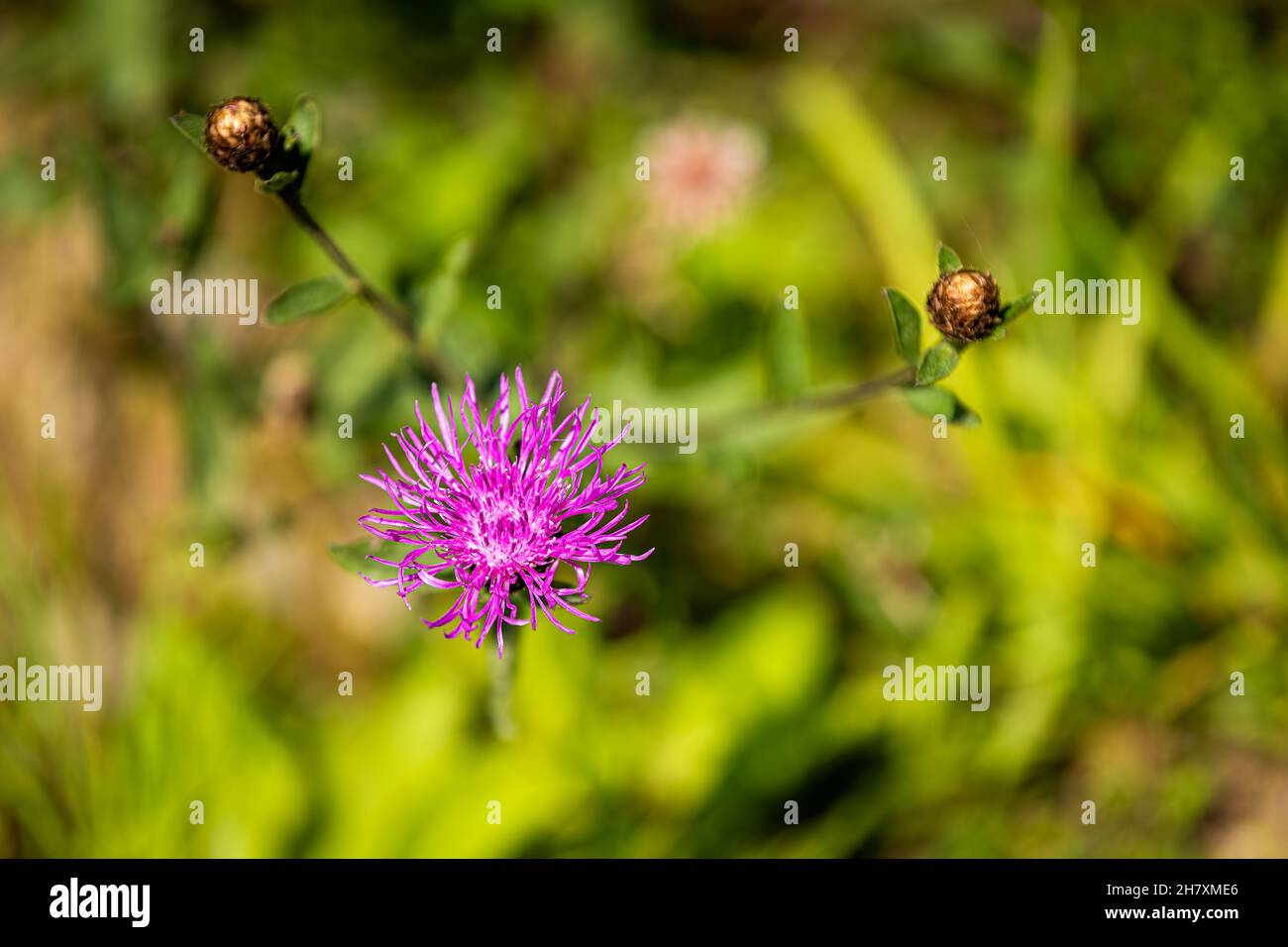 Macro closeup of one pink purple fluffy thistle flower with bokeh background on hiking trail in Sugar Mountain, North Carolina summer Stock Photo