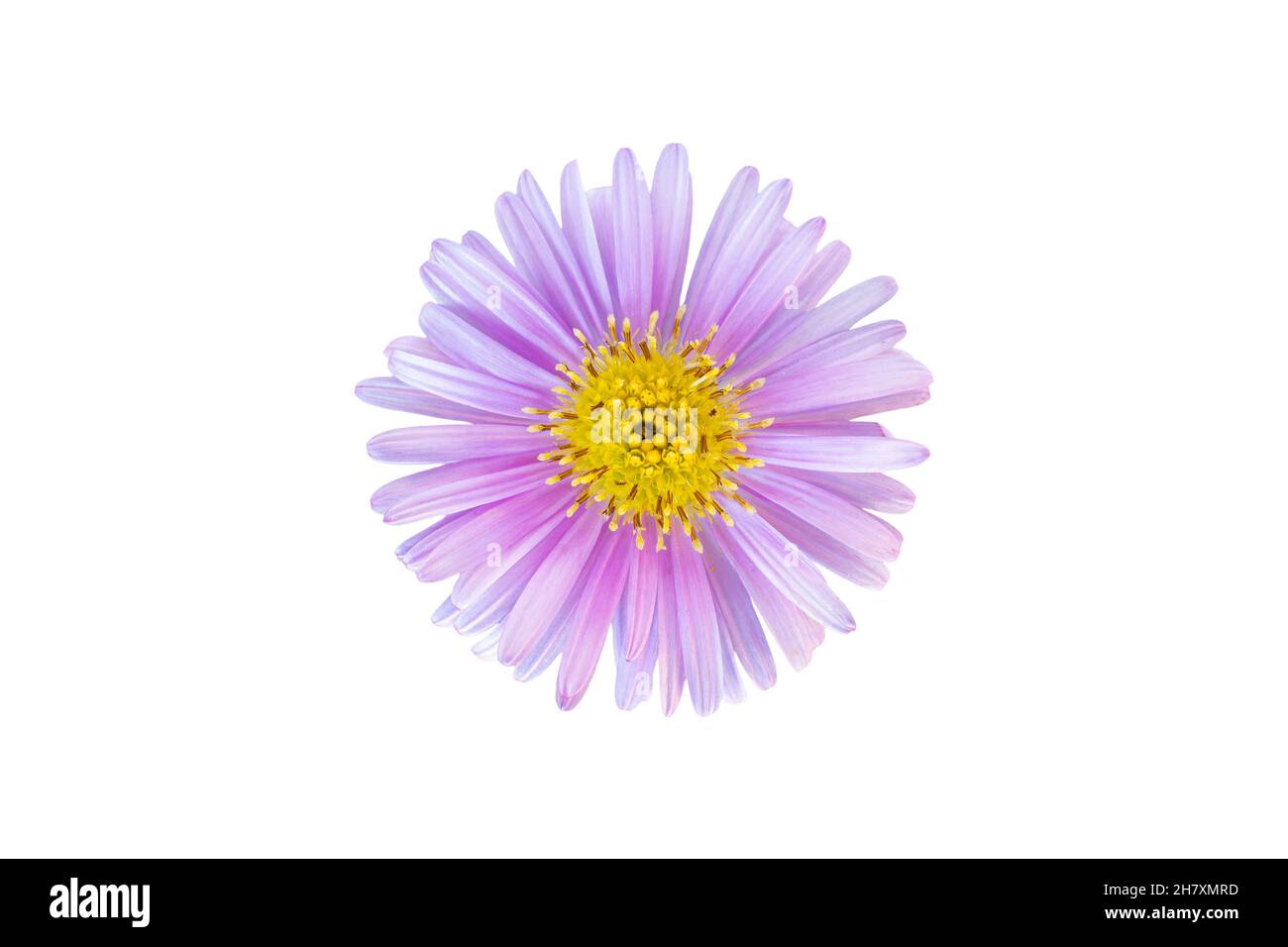 Rice button aster flower head isolated on white background Stock Photo