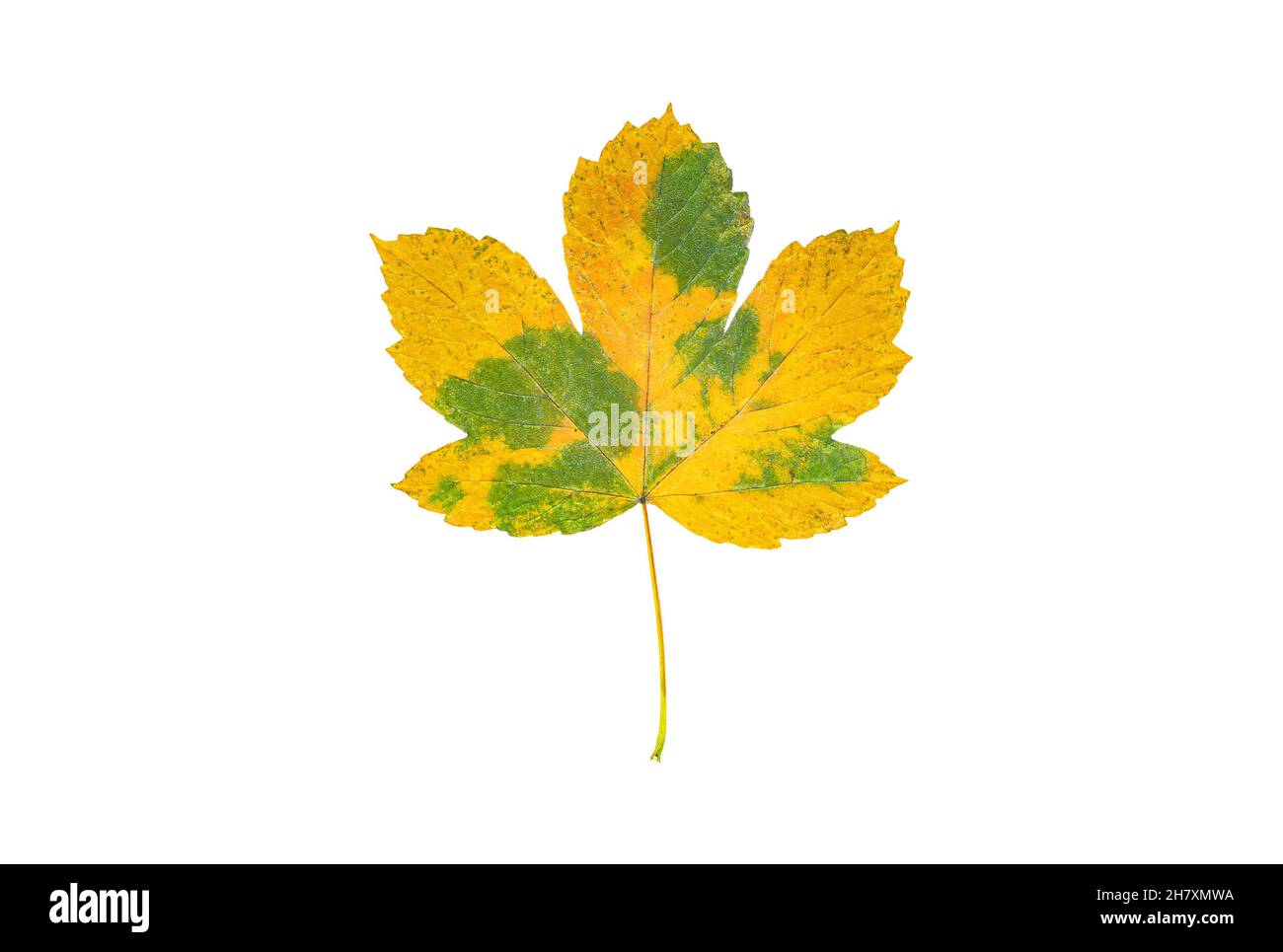 Beautiful yellow autumn leaf isolated on white background Stock Photo
