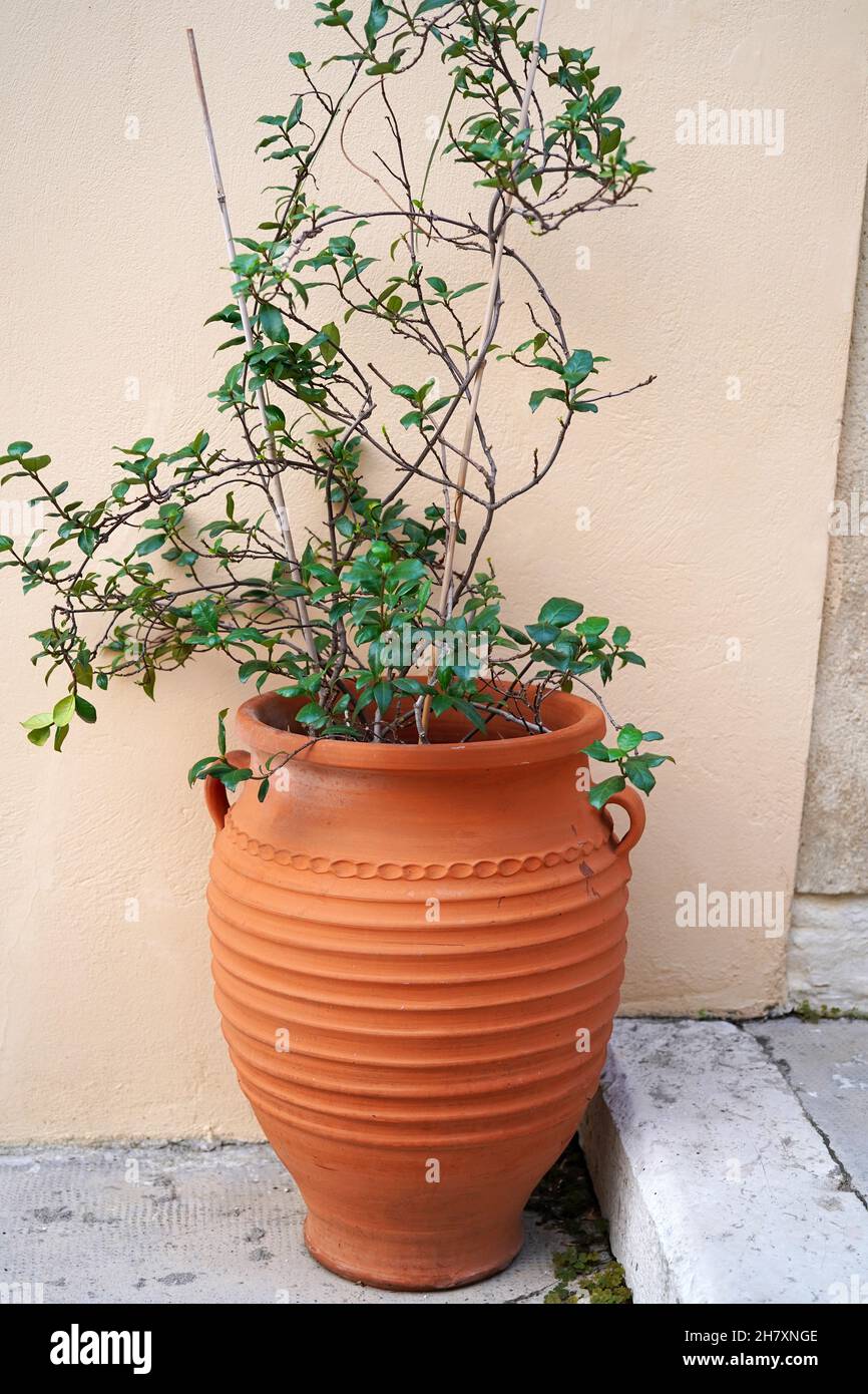 greek style vase with flower on the street Stock Photo Alamy