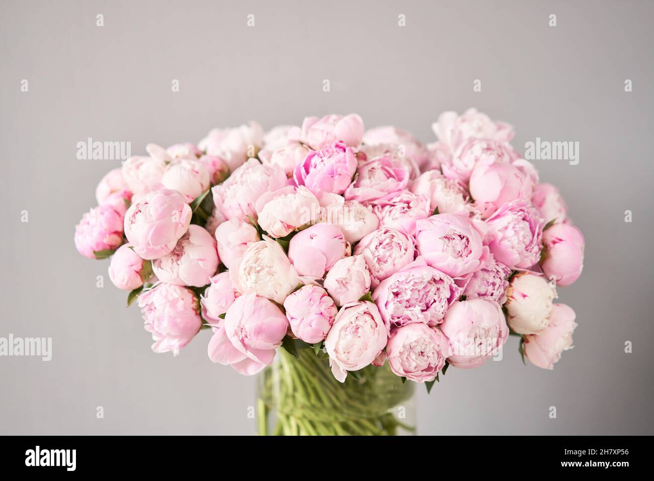 Cute and lovely peony. many layered petals. Bunch pale pink peonies flowers light gray background. Wallpaper, Stock Photo