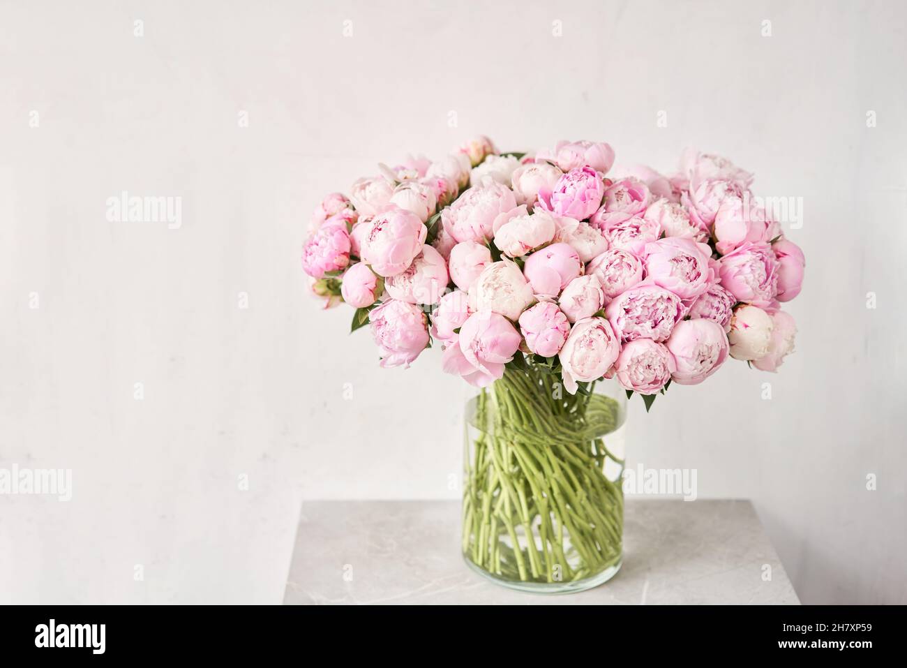 Cute and lovely peony. many layered petals. Bunch pale pink peonies flowers light gray background. Wallpaper, Stock Photo