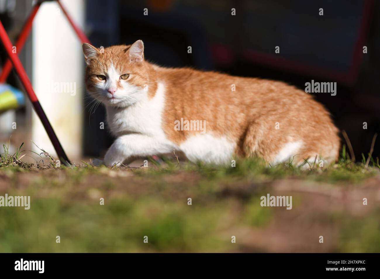 Ginger cat walk in summer hi-res stock photography and images - Alamy