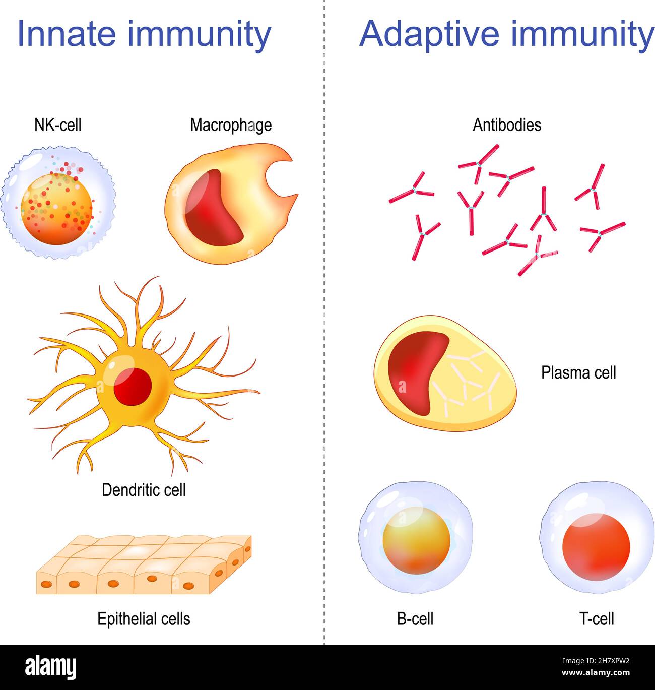 Adaptive immunity: T-cell, Antibodies, Plasma cell and B-cell. Innate immunity: Macrophage, Dendritic, Epithelial, and NK cells. Immunology infographi Stock Vector