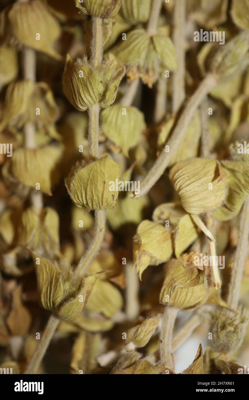 Wild mountain tea close up background sideris family lamiaceae high quality big size print Stock Photo