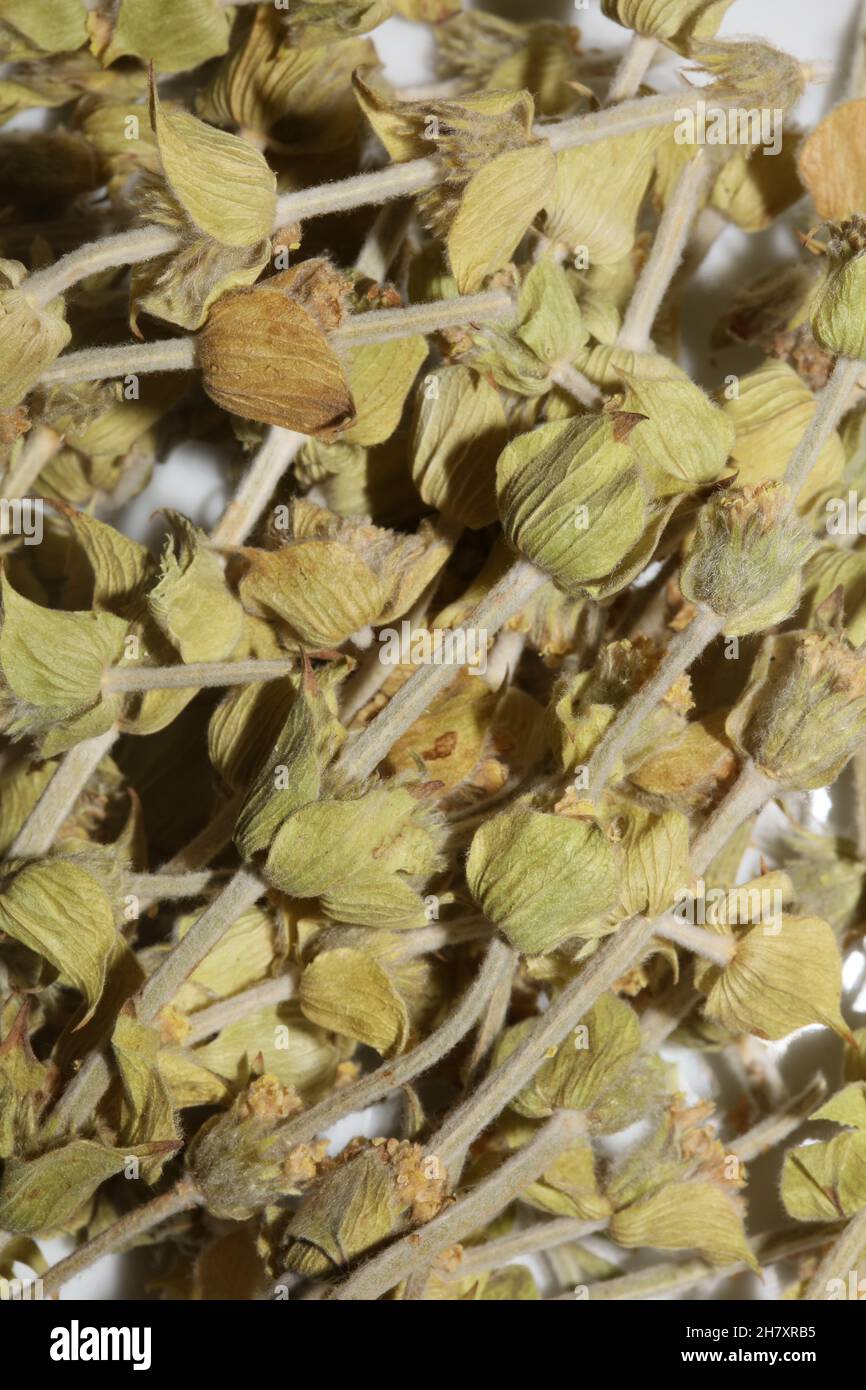 Wild mountain tea close up background sideris family lamiaceae high quality big size print Stock Photo