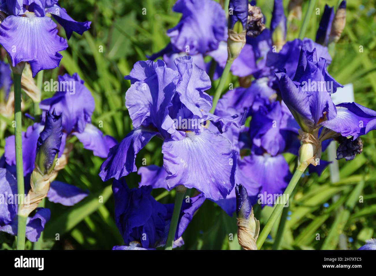Iris 'Purple Serenade' (Bearded Iris) flowers Stock Photo Alamy