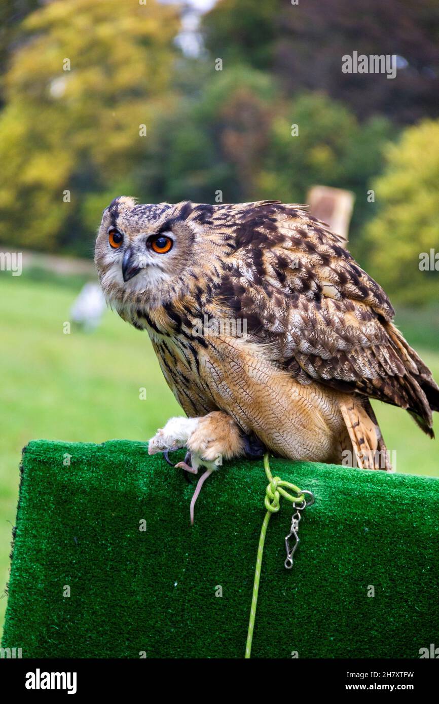 Dead eurasian eagle owl hi-res stock photography and images - Alamy