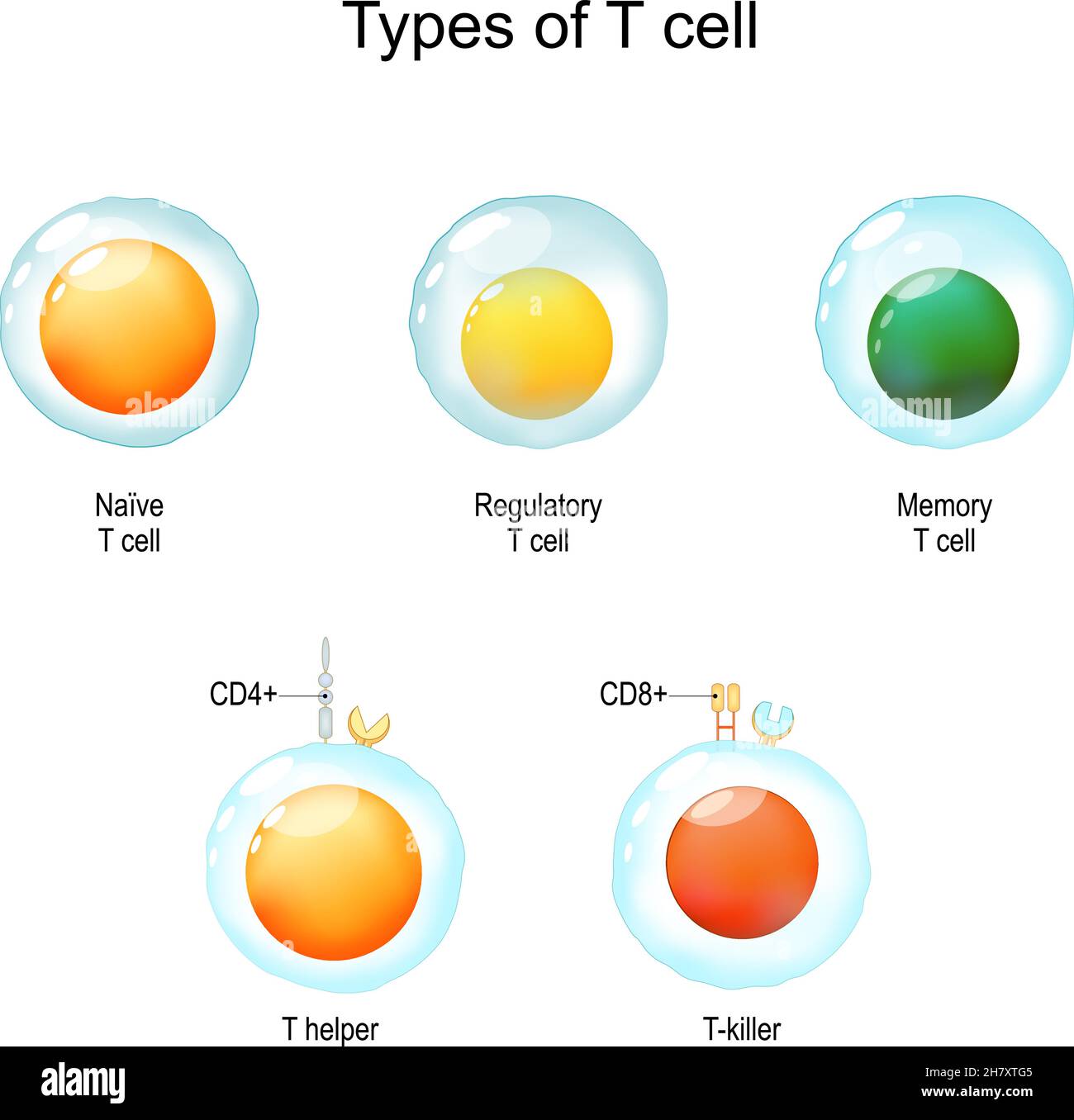 Types of T cell. From Naive and memory cells to T helper and T-killer. Immunology infographic. vector Illustration Stock Vector