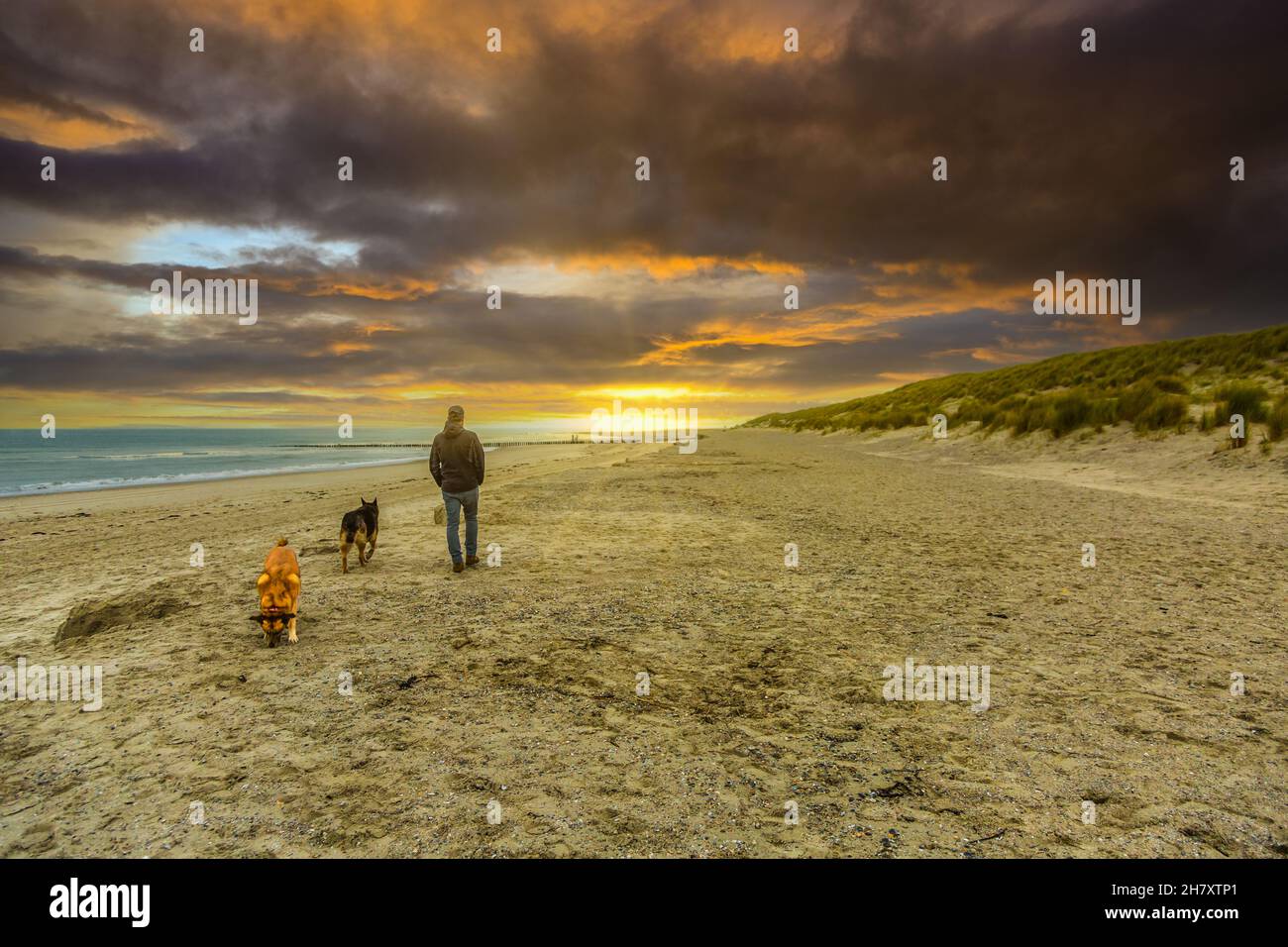 Man walks seen from his back with two dogs towards the setting sun over the sandy beach of the Zeewse coast near Burgh-Haamstede against the backgroun Stock Photo