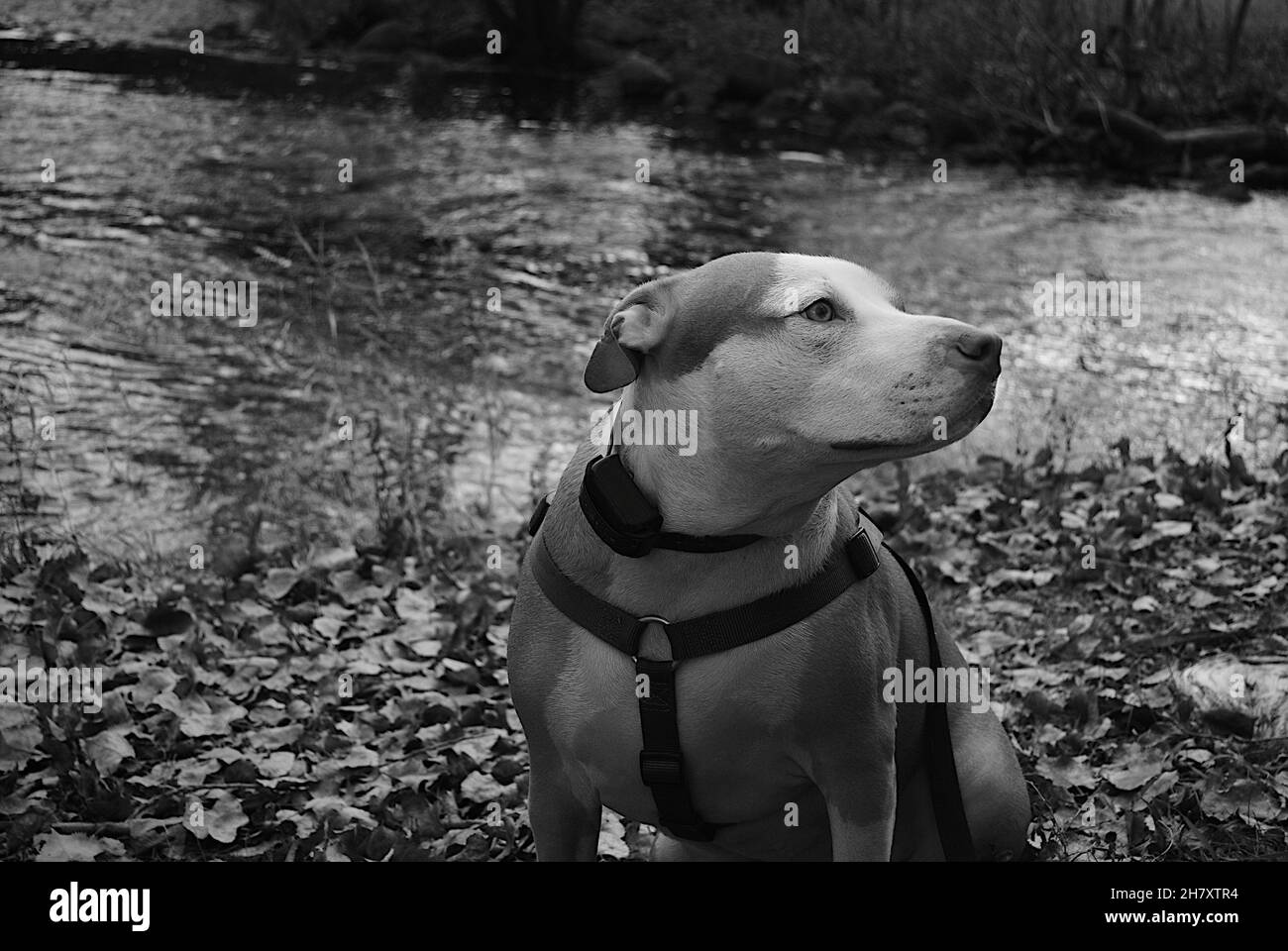 Pit Bull at Pond Stock Photo