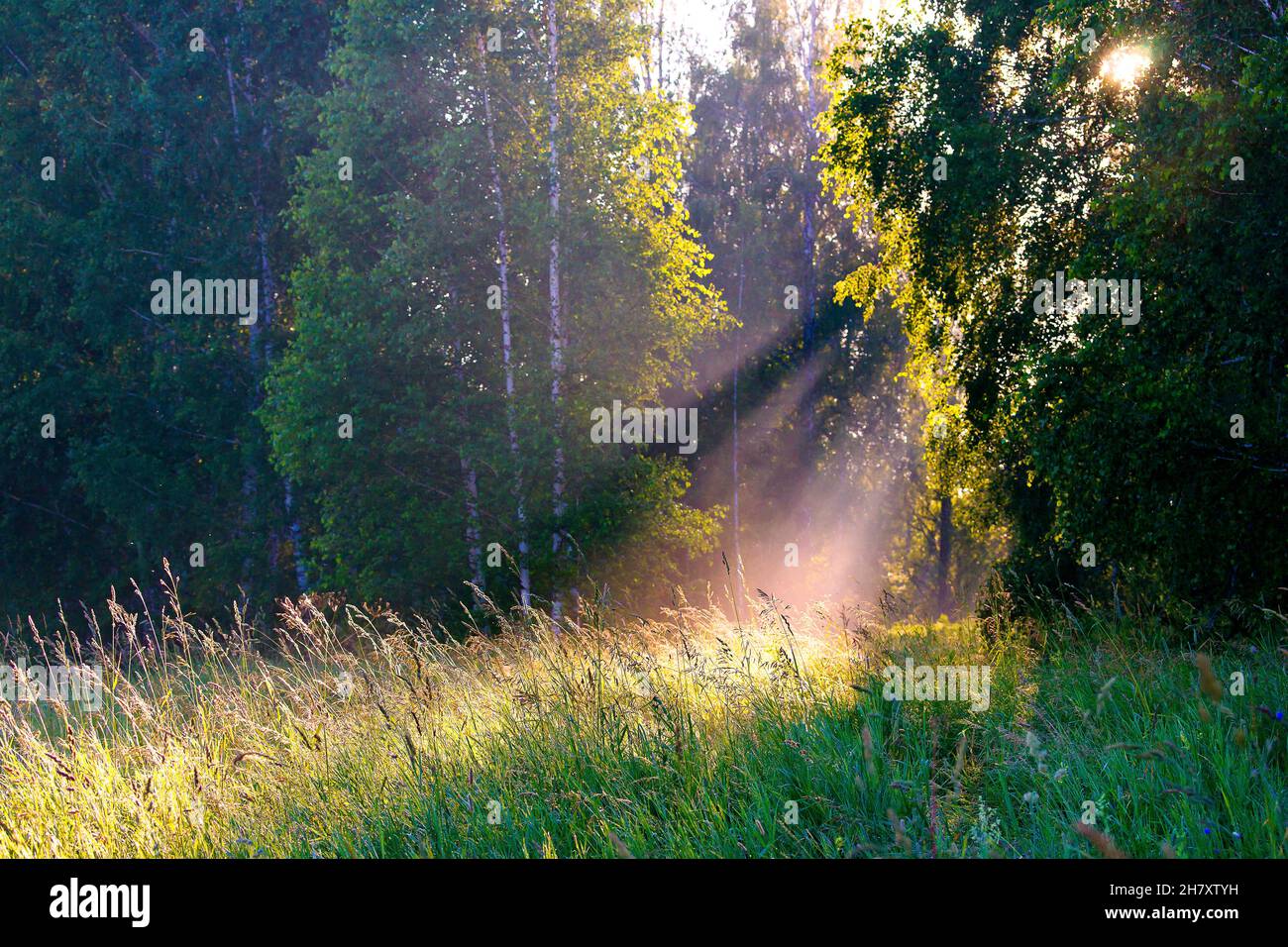 Sun rays entering between the branches of the trees illuminating the green grass Stock Photo