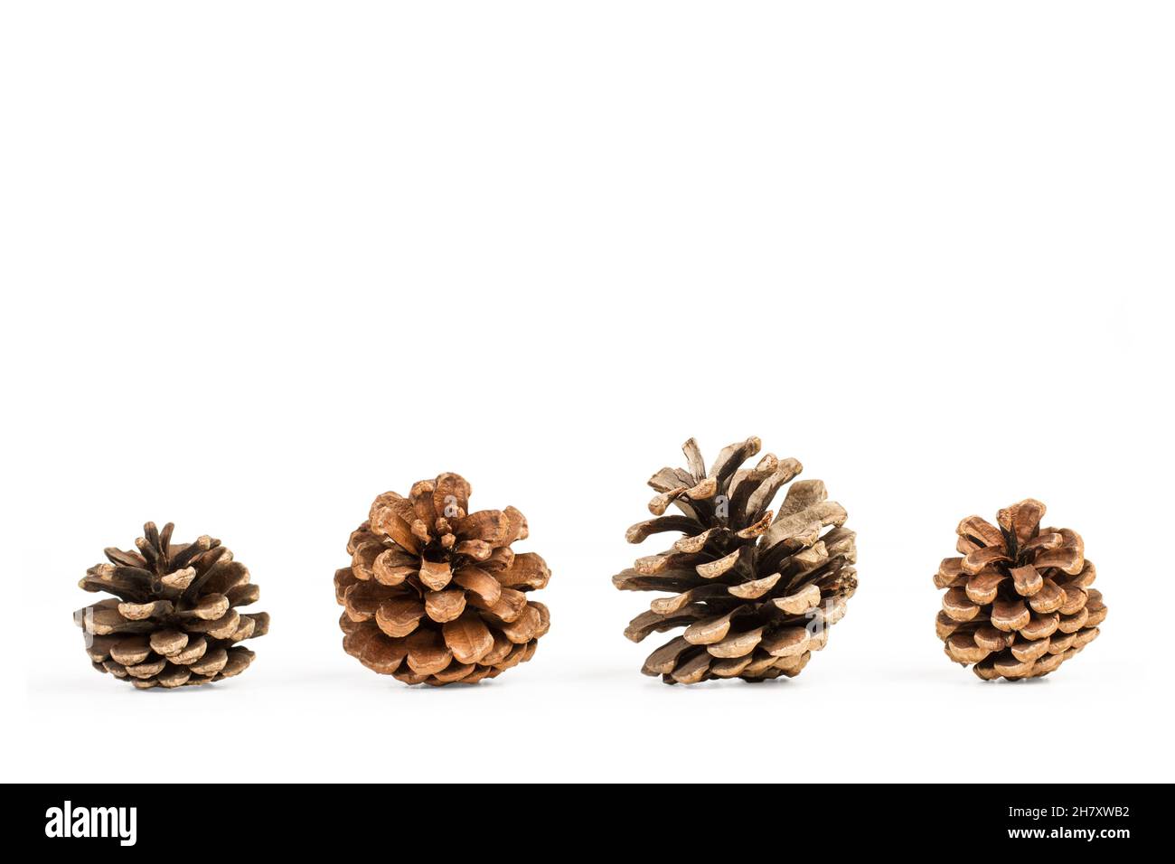 Pine cones isolated on a white background Stock Photo - Alamy