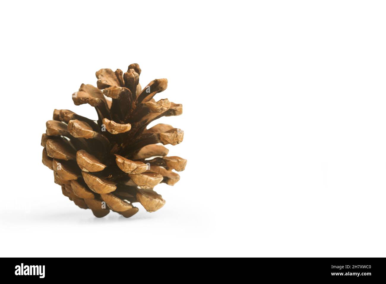Pine cone isolated on a white background Stock Photo - Alamy