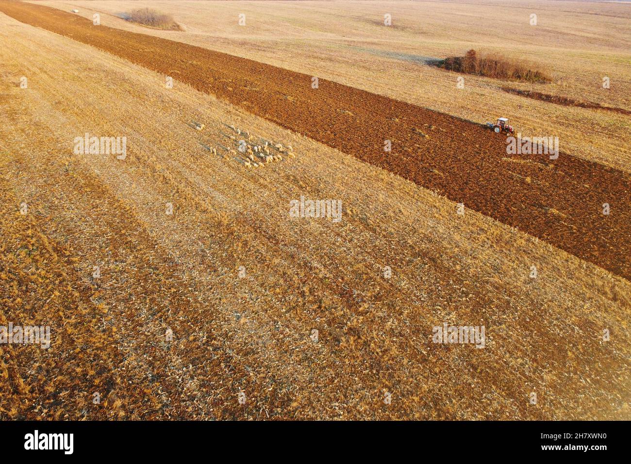 Corn field high angle view hi-res stock photography and images - Alamy