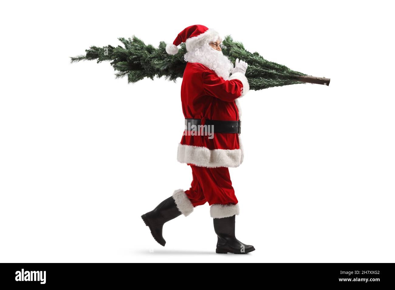 Full length profile shot of Santa Claus walking with a christmas tree on his back isolated on white background Stock Photo