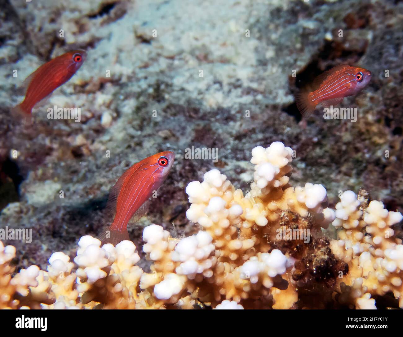 Red Sea Eightline Flashers (Paracheilinus octotaenia) in Marsa Alam, Egypt Stock Photo