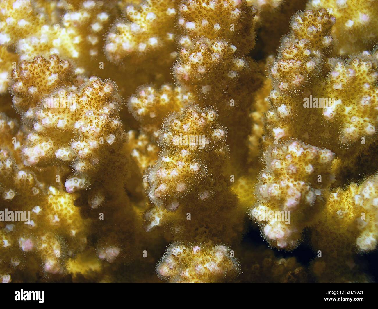 Echinopora irregularis hard coral in the Red Sea, Egypt Stock Photo
