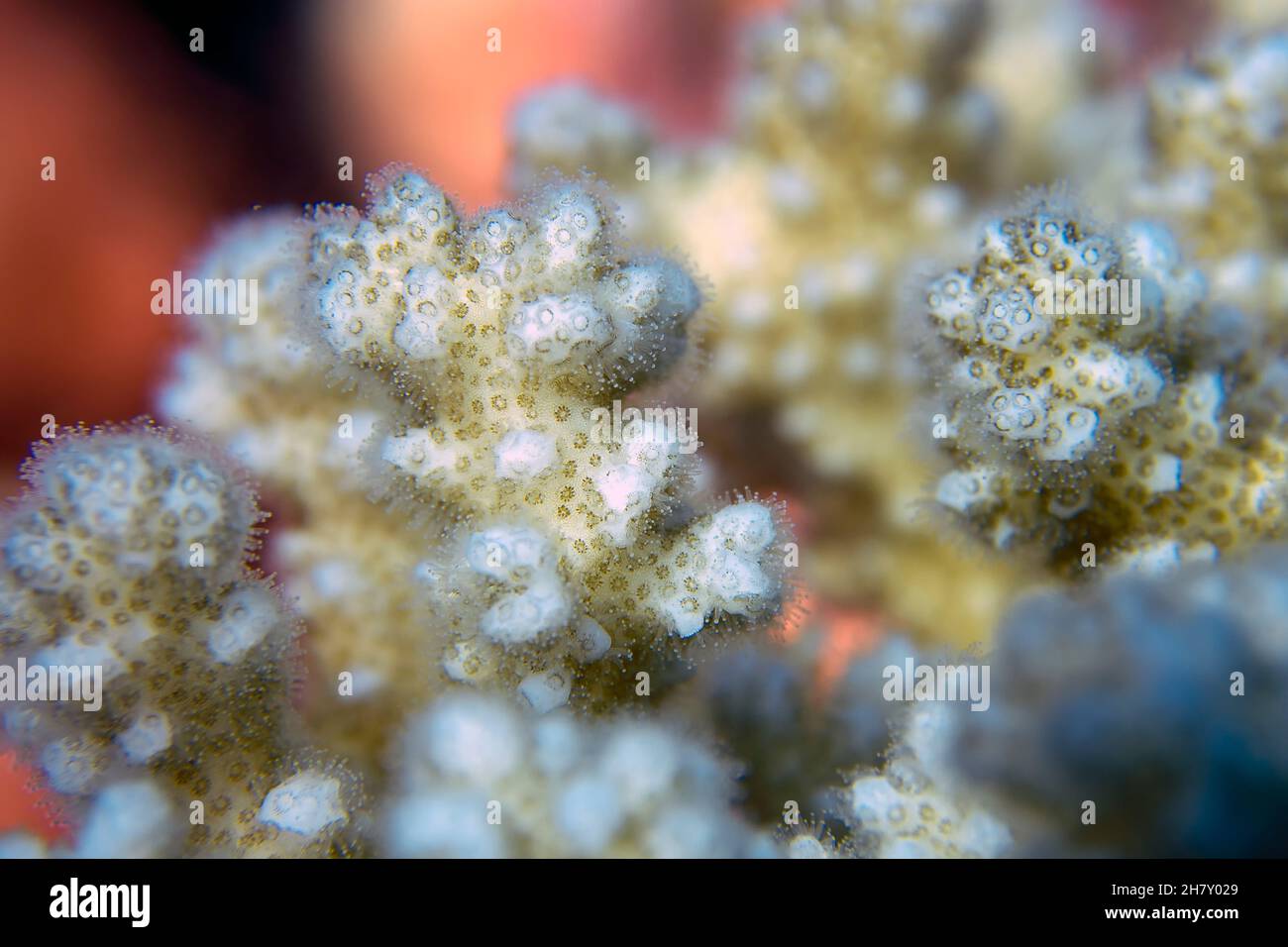 Echinopora irregularis hard coral in the Red Sea, Egypt Stock Photo