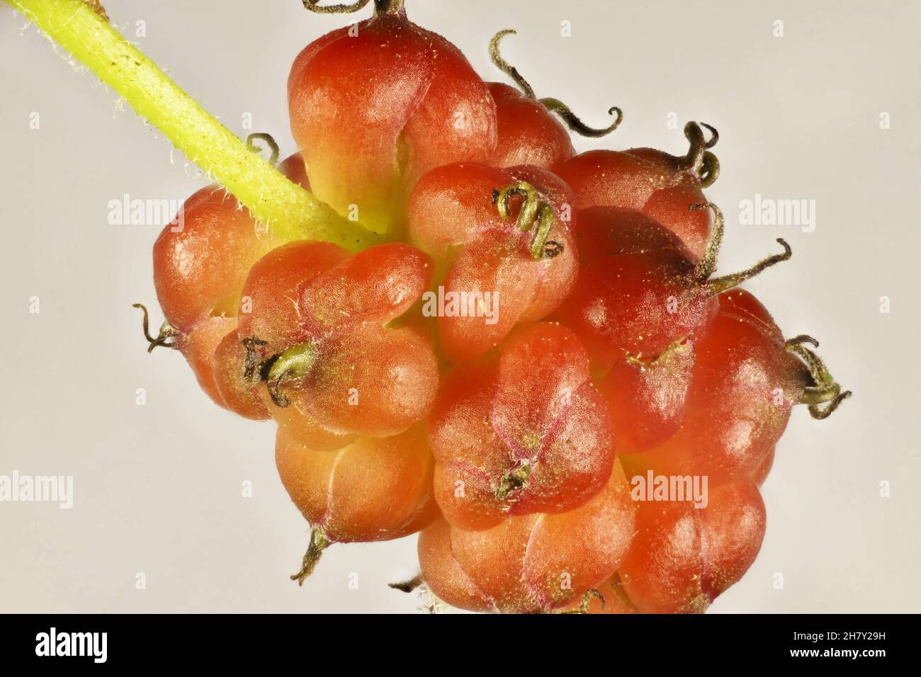 Super macro view of isolated, ripening  Mulberry (Morus alba) aggregate on stem Stock Photo