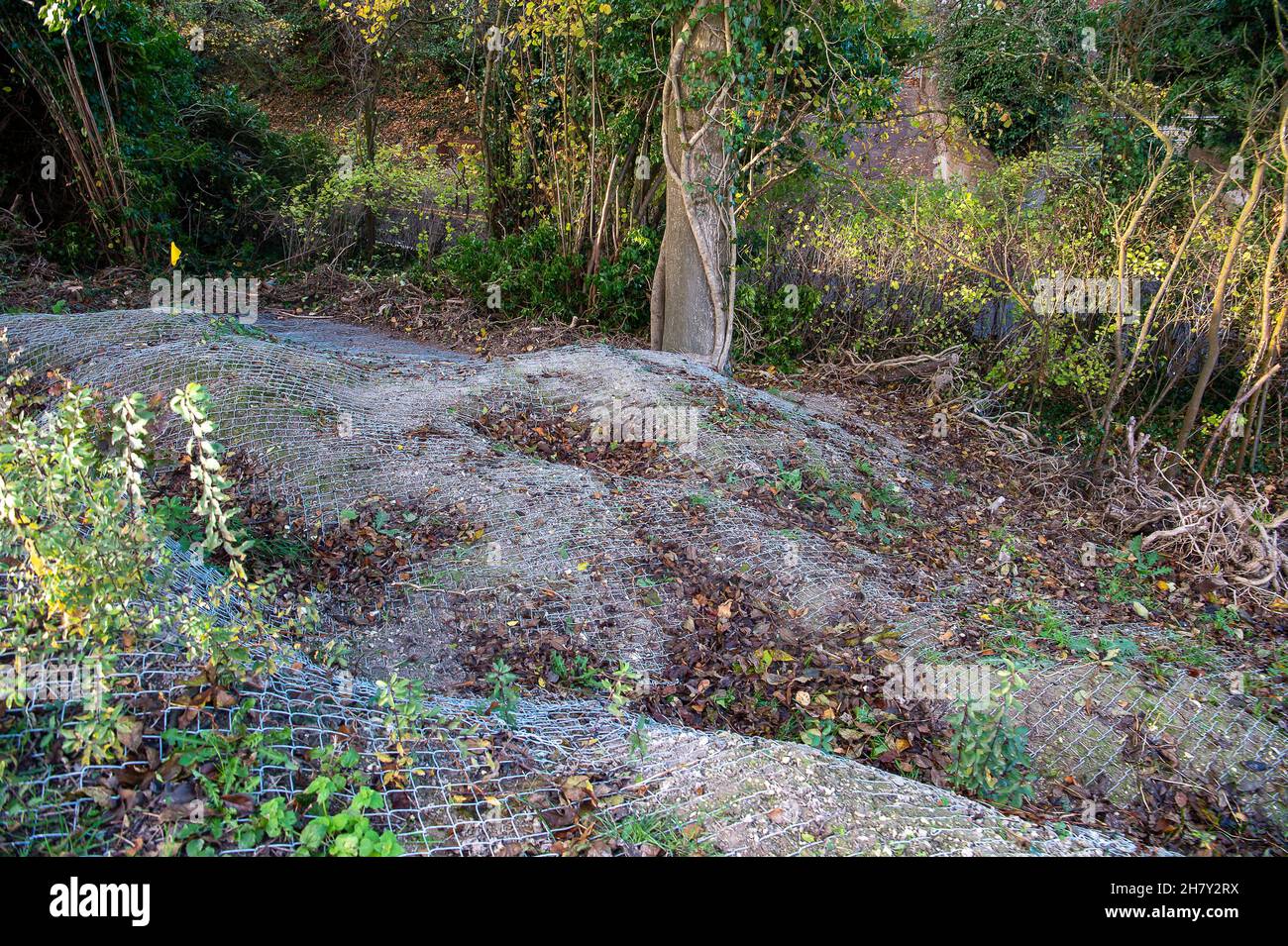 Wendover, UK. 25th November, 2021. The tragic sight of a huge area of