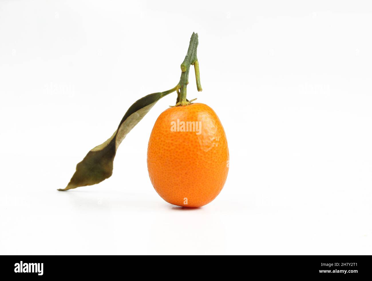 Single kumquat fruit with stem and leaf isolated on white background