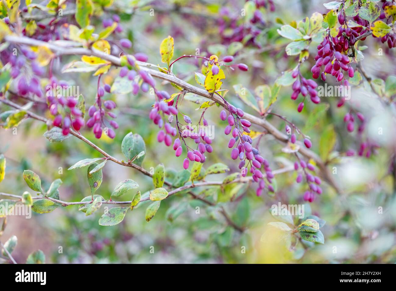 Ripe barberry berries on bush branches in autumn Stock Photo